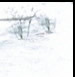 1993 - Southern Gal who LUVS Snow!