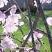 Japanese Weeping Cherry Blossoms