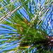 long-leaf pine