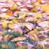 Golden Japanese Cherry Blossom Leaves