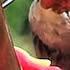 Male Ruby-Throated Hummingbird
