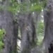 Two Cypress Tree Buddies