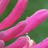 Pink Lemonade Honeysuckle