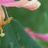 Pink Lemonade Honeysuckle