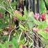 Pink Honeysuckle Vine