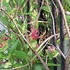 Pink Honeysuckle Vine