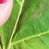 American Sycamore Leaf