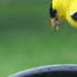 Beautiful Yellow Finches